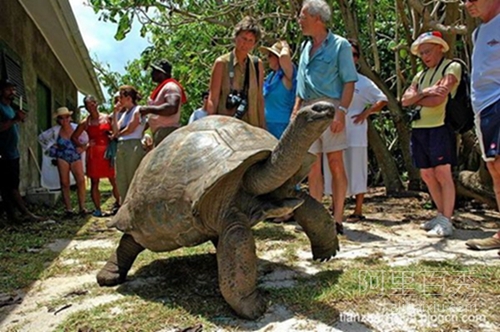 世界超大型又长寿的乌龟——象龟--阿里百秀