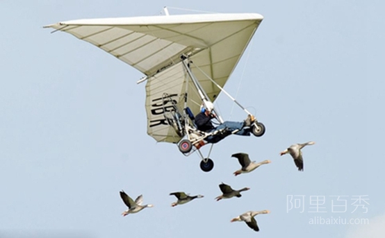 法国男子与天鹅一起飞翔15年，被称为“鸟人”--阿里百秀
