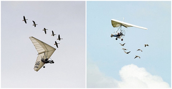 法国男子与天鹅一起飞翔15年，被称为“鸟人”--阿里百秀