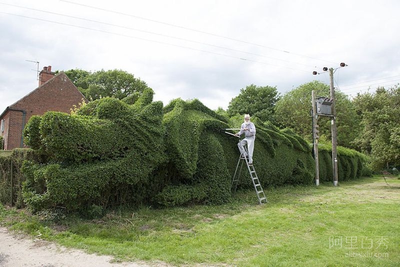 英国一老头因无聊花10年修剪了长达45米的绿色龙雕塑--阿里百秀