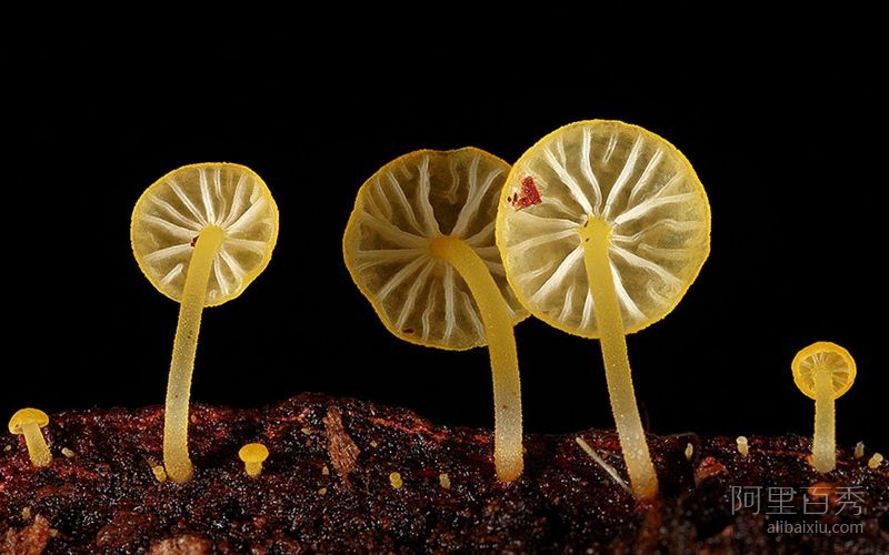 微距摄影下的蘑菇 你能想象这么不起眼却这么漂亮吗--阿里百秀