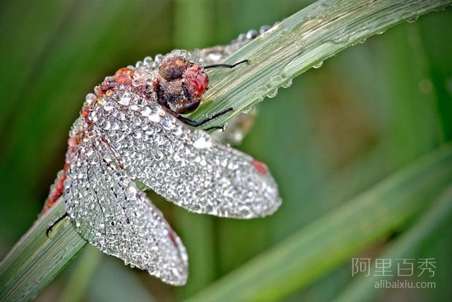 微距拍摄：被露珠覆盖的蜻蜓、蝴蝶，感受自然细微之美--阿里百秀