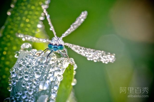 微距拍摄：被露珠覆盖的蜻蜓、蝴蝶，感受自然细微之美--阿里百秀